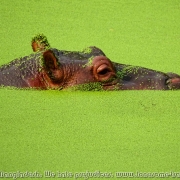 Bangladesh Natinal Zoo_36